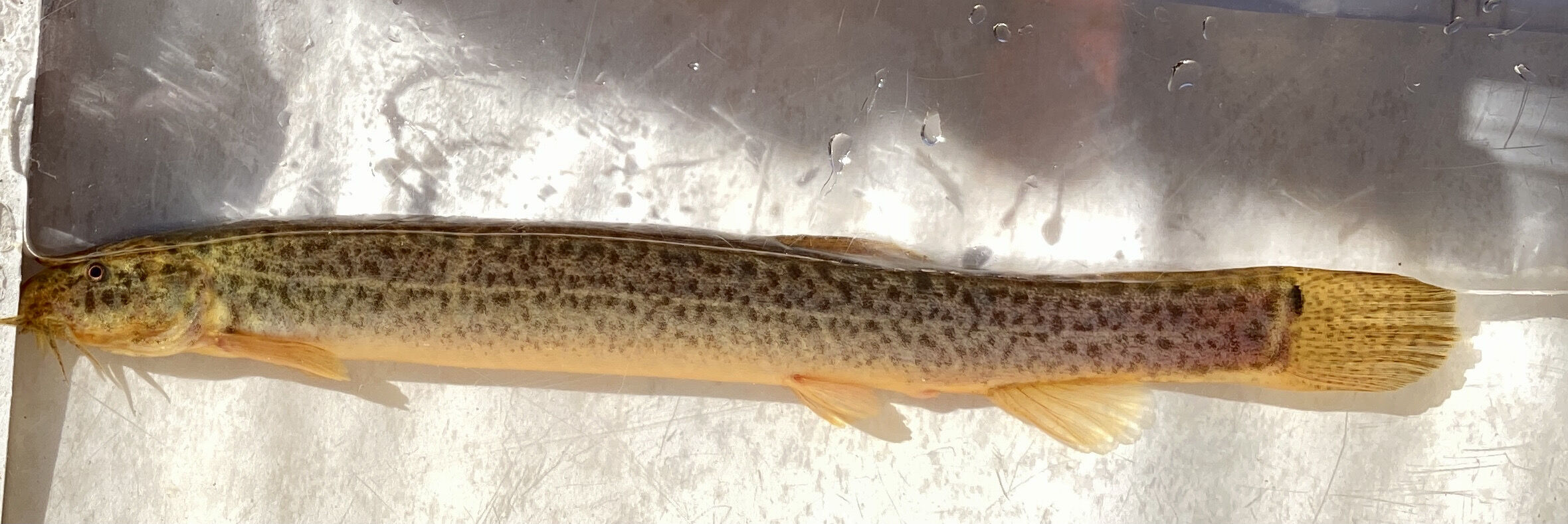 Weather Loach